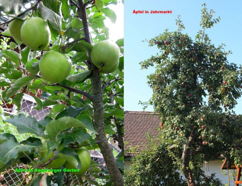 Äpfel in Augsburg und Jahrmarkt